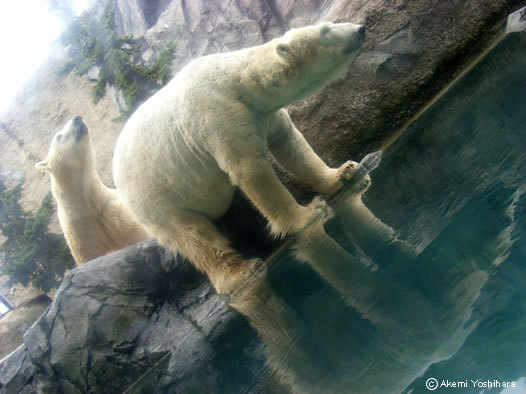 ���낭�܂���@�x�����̈��R�������ɂ�