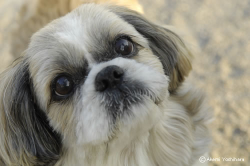 ���̊炪�l�ԂɌ����Ă����ҁ@�S