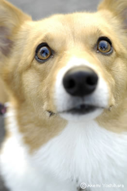 ���̊炪�l�ԂɌ����Ă����ҁ@�R