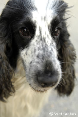 ���̊炪�l�ԂɌ����Ă����ҁ@�Q