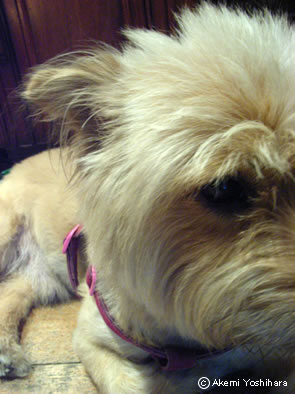 ���̊炪�l�ԂɌ����Ă����ҁ@�P