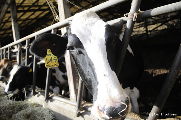 ����t�@�[��